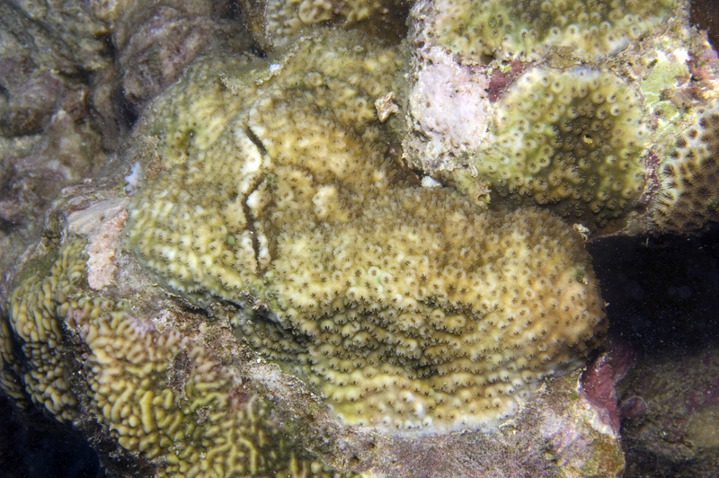 Cyphastrea serailia